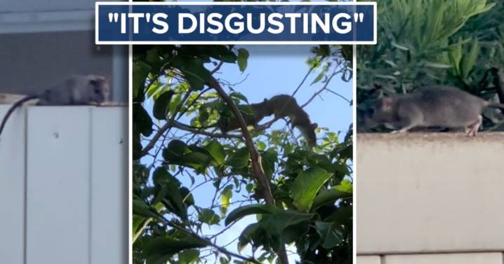 Wellington community dealing with 'disgusting' rat problem