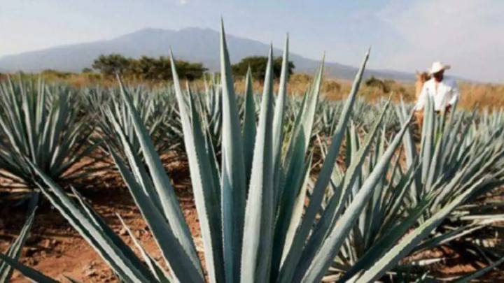 Productores de destilado de agave se reúnen para mejorar proceso de certificación