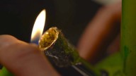 Mass. social cannabis use rules will be published today