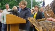 Healey on Cape Cod: MA plan to stop 'quiet crisis' of wildlife decline