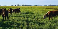 El pasto como pilar en la rentabilidad ganadera: claves para su manejo óptimo