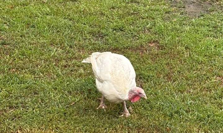 Officers wrangle turkey in Honea Path