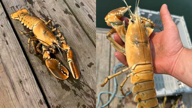 Maine man catches rare yellow lobster off coast of Maine island