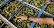 El sector del vino espera una vendimia "mucho mejor" que en los últimos tres años