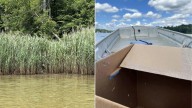 What This Maryland Kayaker Saw Peeking From the Reeds Left Him Completely Stunned