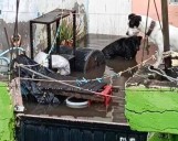 Reportan 104 viviendas afectadas por inundaciones en Celaya