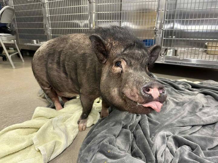 Stray indoor pig who thinks he’s a dog finally finds a home
