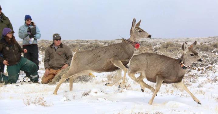 Runs in the family: Study shows most mule deer learn to migrate from moms
