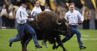 Home on the ranch: Colorado's live mascot Ralphie VI retires from field, replacement in training