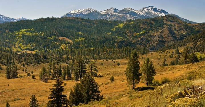 Private land used for logging is more prone to severe fire than public lands. A new study shows why