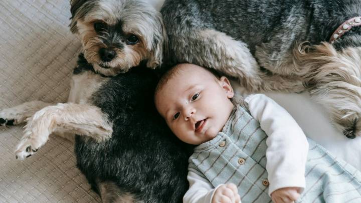 Cómo evitar que tu perro sienta celos del bebé: claves para una convivencia feliz