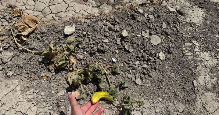 Los vecinos del Puente Jontoya se quedan sin huertos ni explicaciones: "Hay una plaga de serpientes y ratas"