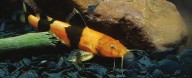 Swarms of Tiny Catfish Seen Climbing Waterfalls in Surprise Discovery