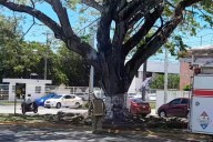 Retiran panal de abejas en vía pública en Chetumal