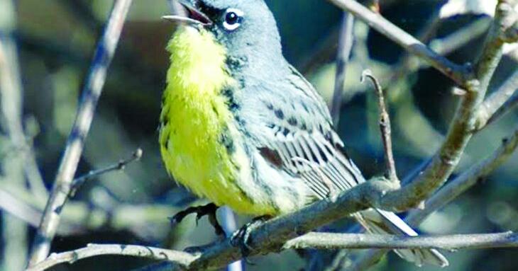 Kirtland’s Warbler Conservation Team addresses decline in songbird’s population