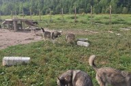 Ontario man who raised a pack of wolf-dogs worries government will euthanize them