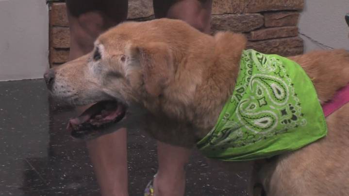 Kindred Spirits Animal Sanctuary holding biggest fundraiser of the year