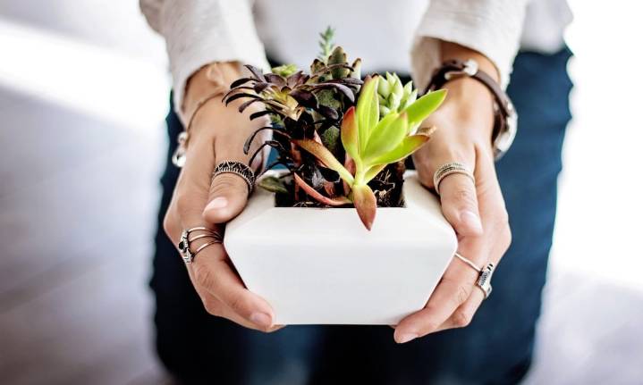 Experto en plantas: “Lo que a ti te parece mucha luz, para una planta puede no ser suficiente”