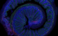 El ejercicio moderado mejora la microbiota y la salud cerebral