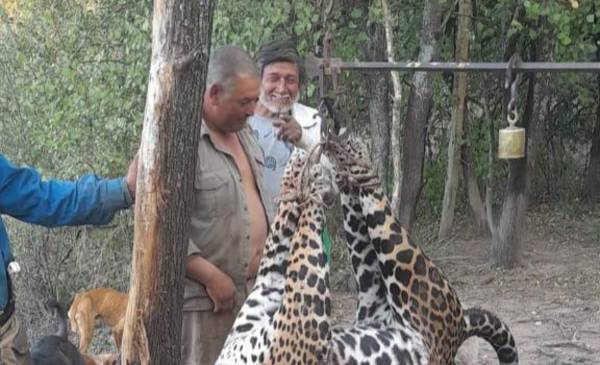 Histórico fallo: condenan a prisión a tres cazadores por matar un yaguareté en Formosa