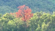 Fall colors starting to show in Utah, but this season may not be as vibrant
