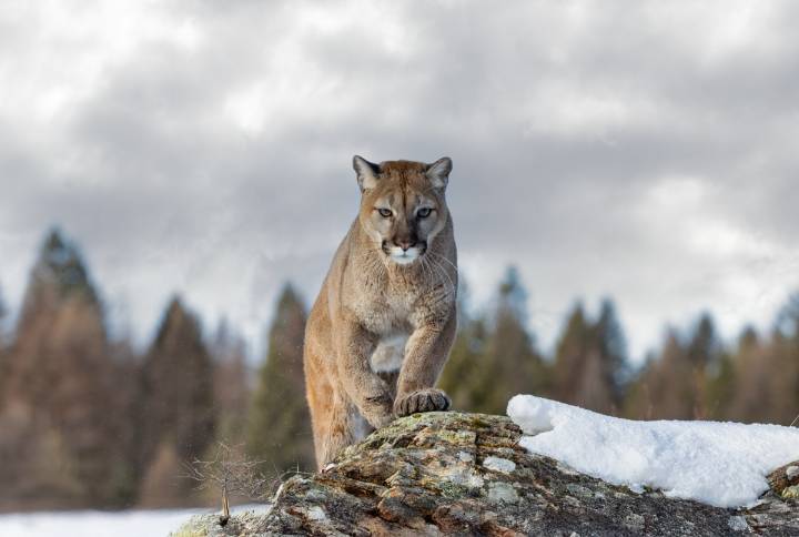 "Always fight back": Canadian man punches cougar in face to escape attack