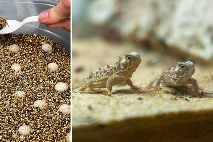 Baby Horned Lizards Are Born at Tyler’s Caldwell Zoo