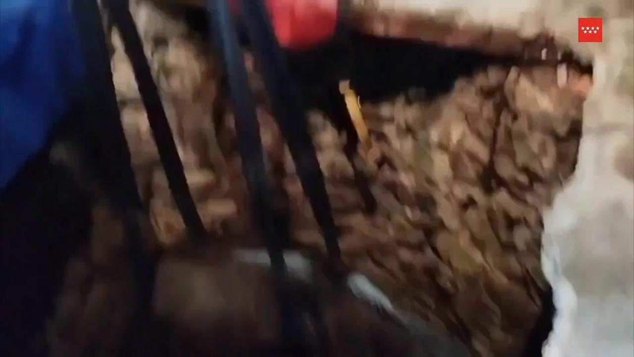 Donkey rescued from well by firefighters near Madrid