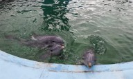 Cuál es la situación de los animales del Acuarium de Mar del Plata: la palabra de un experto