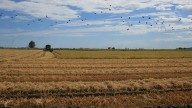 Ivace+i financia la valorización de residuos del arroz para crear envases para carnes