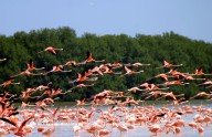 Revelan longevidad por migración de los flamencos rosa