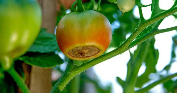 How to keep your tomato plants thriving in the Georgia heat: UGA Extension offers expert tips to beat pests, diseases and stress