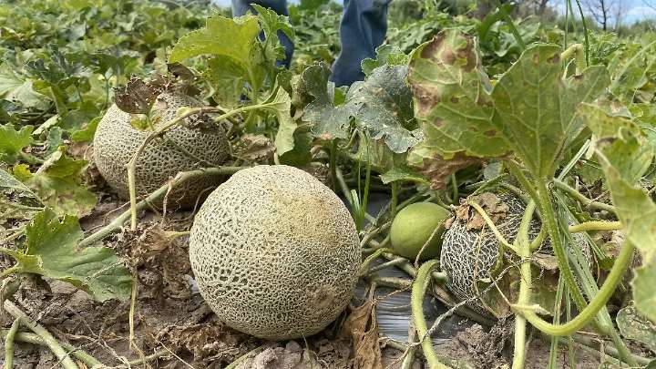 Las lluvias favorecen la cosecha de melón en Jiménez