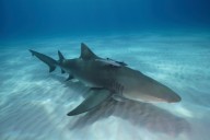 Fisherman was bitten while posing with caught shark. Here’s his message for the animal
