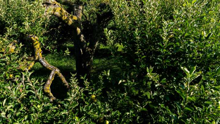 When moisture means mayhem: protecting garden fruit in August