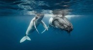 El avistamiento de ballenas ha sido uno de los planes turísticos más atractivos, pero las malas prácticas han dejado varias denuncias