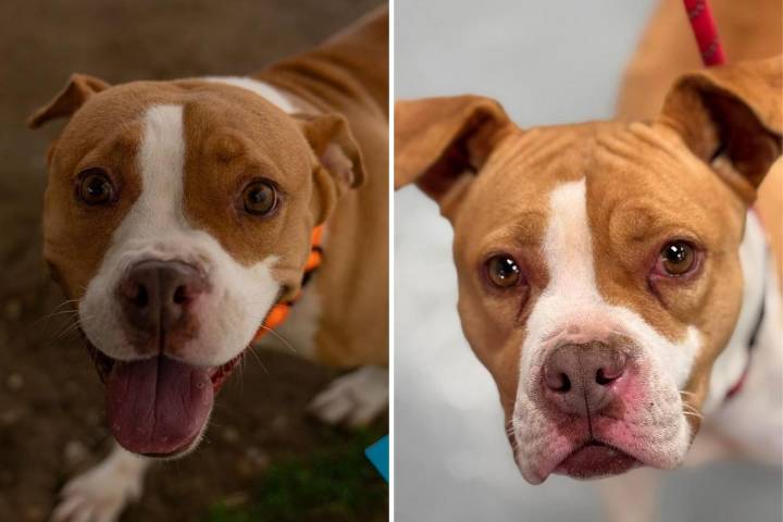 HAZEL is the Adoptable Queen of Cuddles & Couch Time!