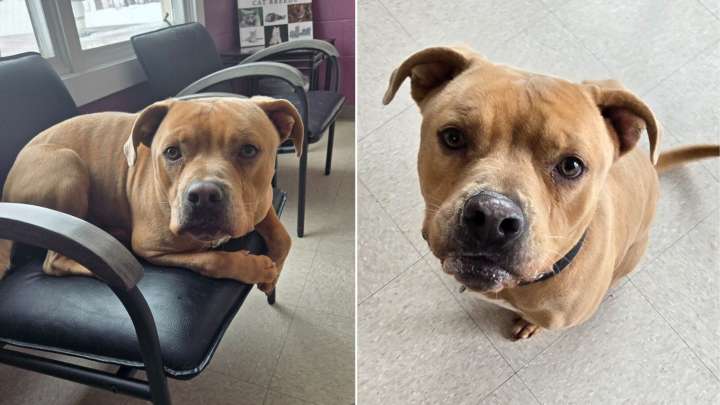 Sweet Pup In Ohio Shelter Spends Over A Year Waiting For A Home