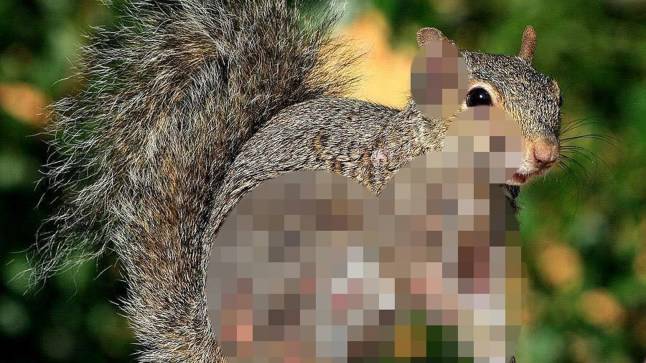 ‘Zombie’ squirrels covered in oozing sores spotted after ‘Frankenstein rabbits’ scare