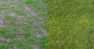Gardeners rave over 'fast' lawn solution that transforms lifeless grass in '10 days'