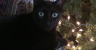 New cat cancer treatment make help save human lives too