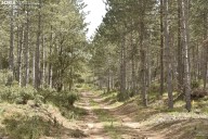 Adjudicado un contrato por casi 400.000 euros para la mejora de masas forestales en Soria