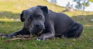 7 Truths About Living With a Cane Corso (It’s Not What You Think)