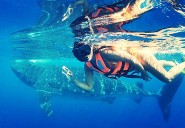 Tours del tiburón ballena se quedan sin turistas