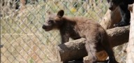 New CDFW resources identify and address wildlife connectivity barriers
