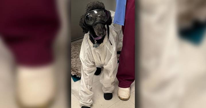 Trusty K-9 companion suiting up to keep University of Minnesota medical student safe