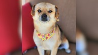 Dog Who Lost His Home After Owner's Eviction Gets A Fresh Start Thanks To California Rescuers