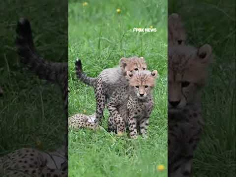 WATCH: Cheetah cubs play together at Metro Richmond Zoo #shorts #usa #us #animals #viral