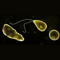 Man infected with brain-eating amoeba in Lake of the Ozarks