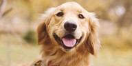 National search underway for next golden retriever to play ‘Air Bud’